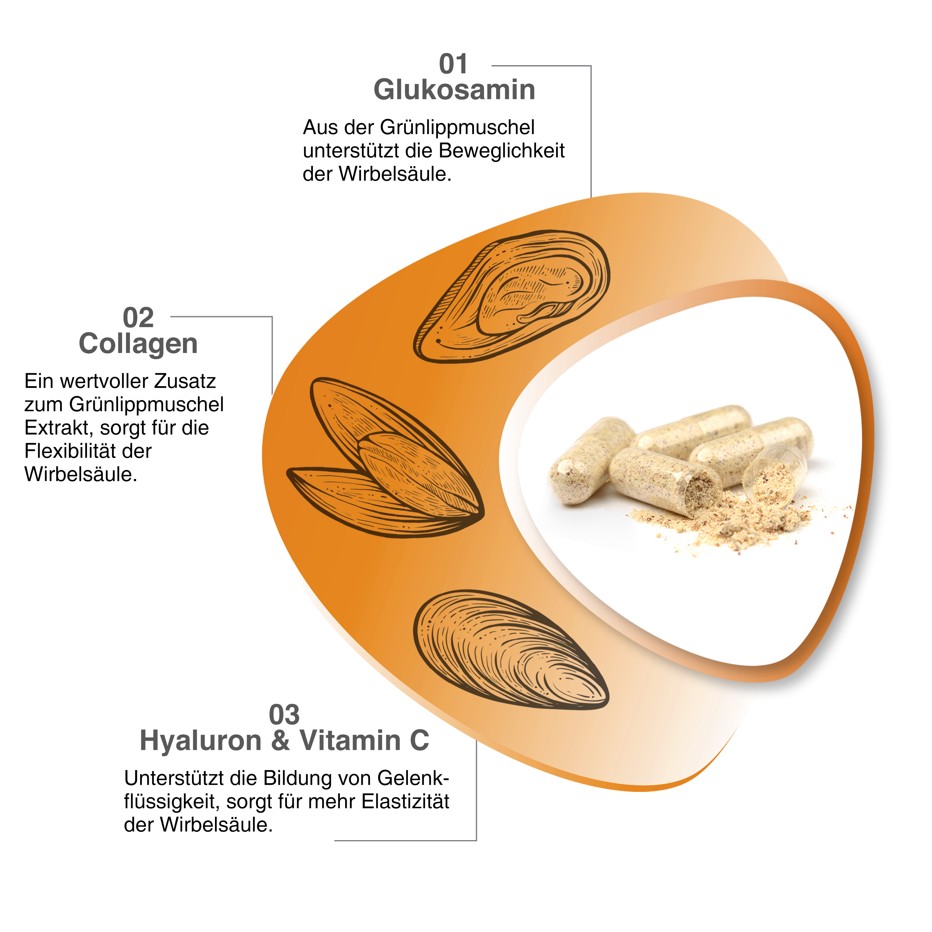 VH3 Meine Bandscheibe mit Grünlippmuschel, Glucosamin & Collagen Typ-2