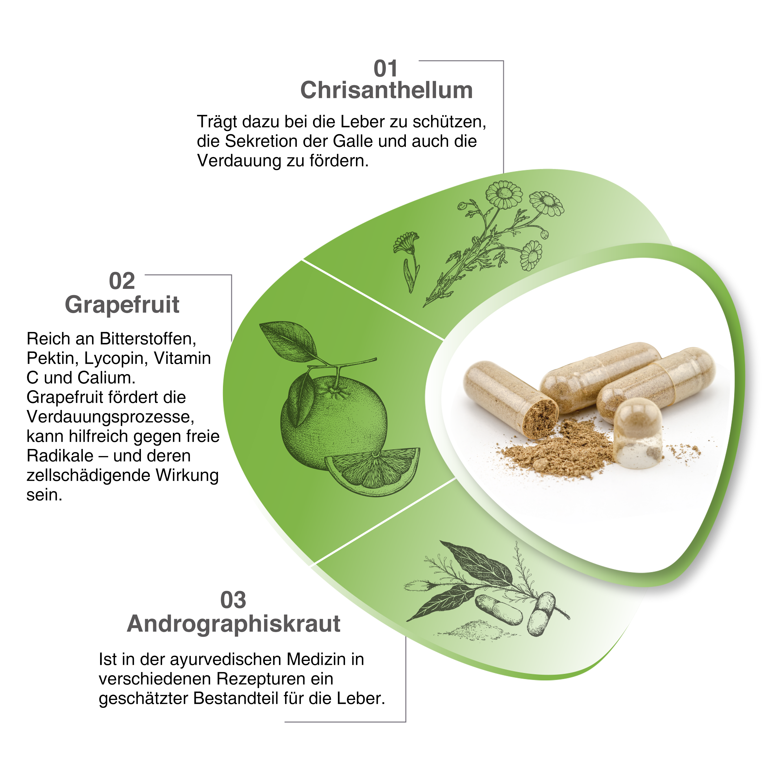 MEINE Reine Leber Cholin, Phosphatidylcholin (Sojaerzeugnis), Grapefruit Extrakt, Andrographiskraut Extrakt, Coenzym Q10 und Folsäure